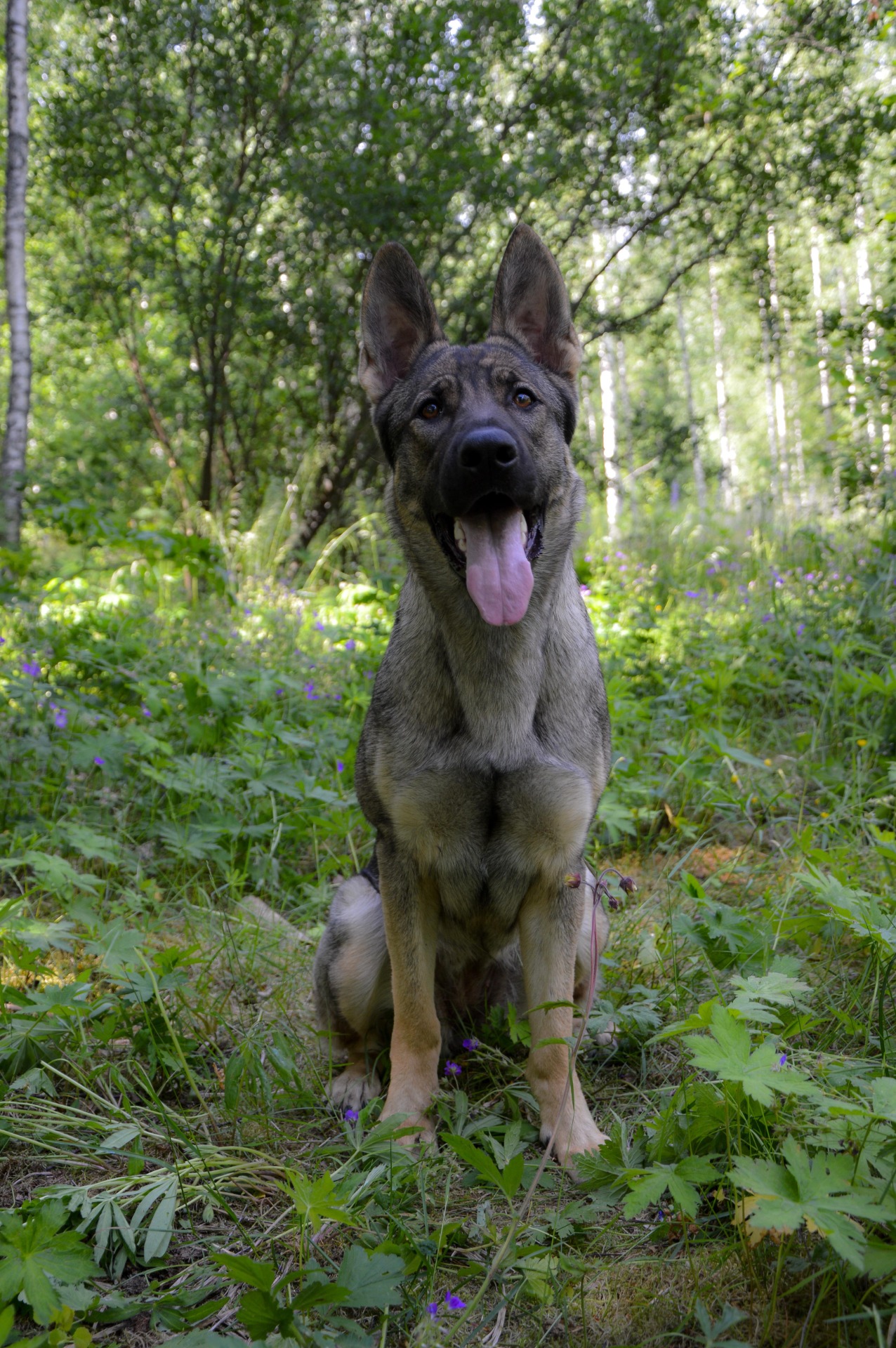 Kuva Linnea Kojo